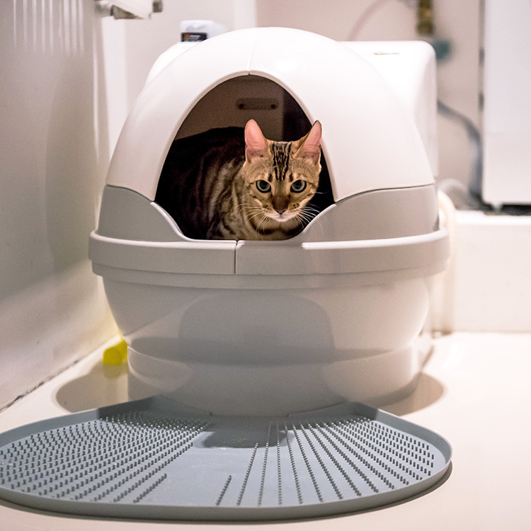 Cat sitting in a self-cleaning litter box at home.