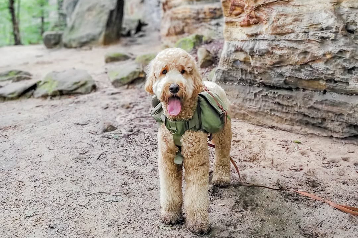 Dog at Cuyahoga Valley National Park