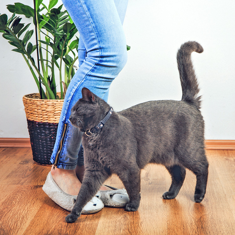 Cute gray cat rubbing against woman's legs at home.