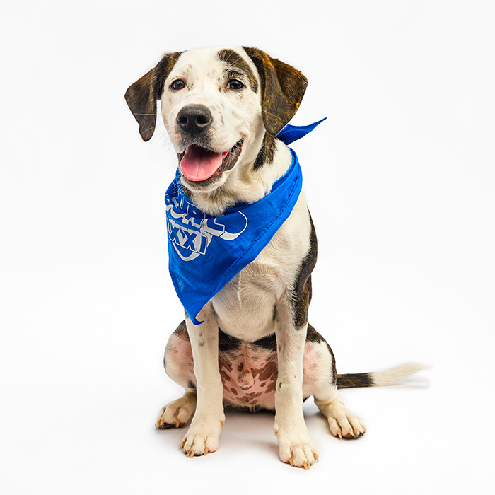 Paws Allen Super Bowl 2025