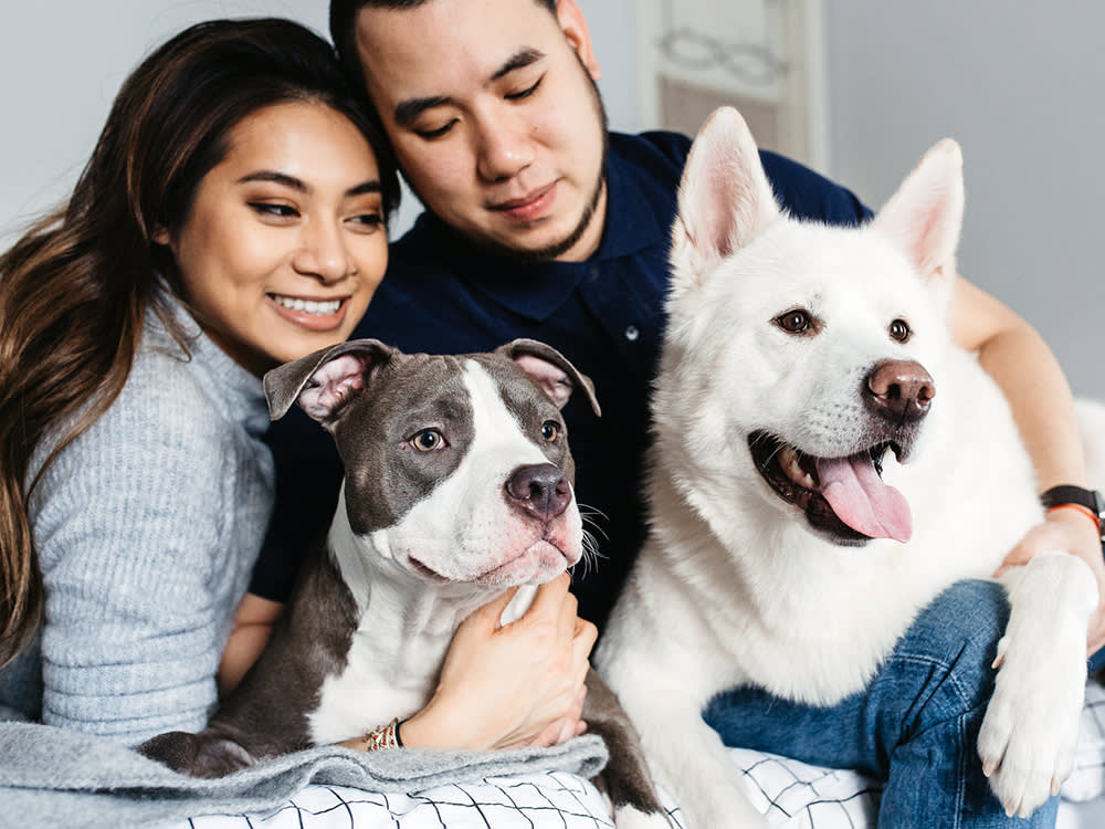 A Couple In Their House Hanging Out With Their All White Akita And Pit Bull.
