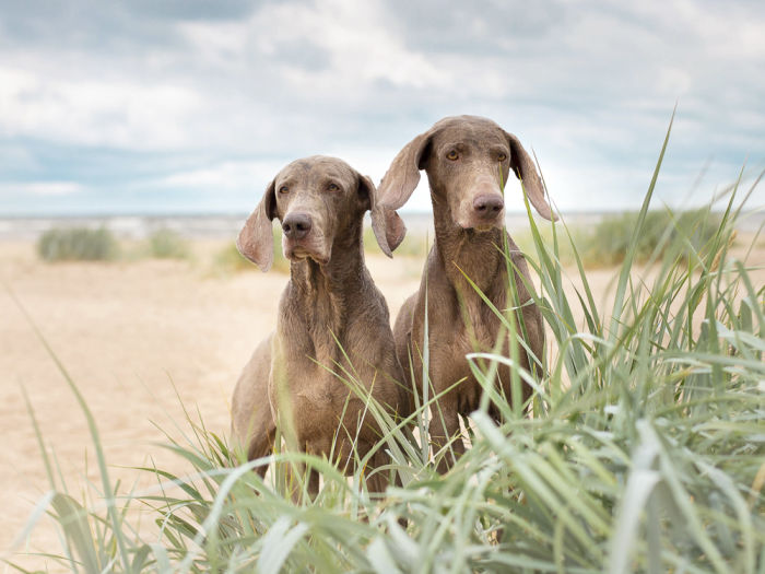 Two dogs sitting on a beach 