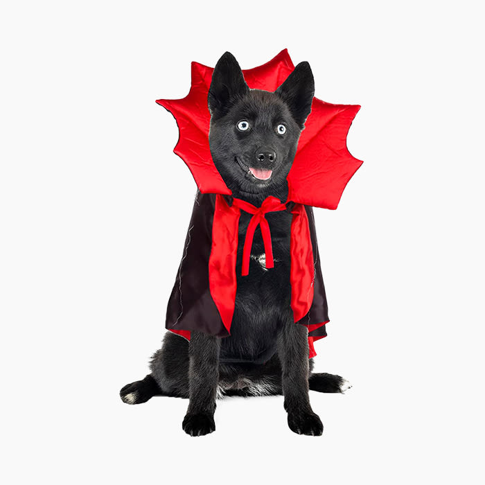 dog in dracula costume