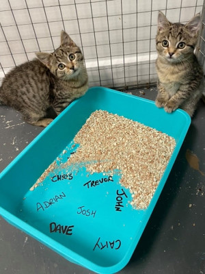 Two small brown kittens next to plastic litter box.