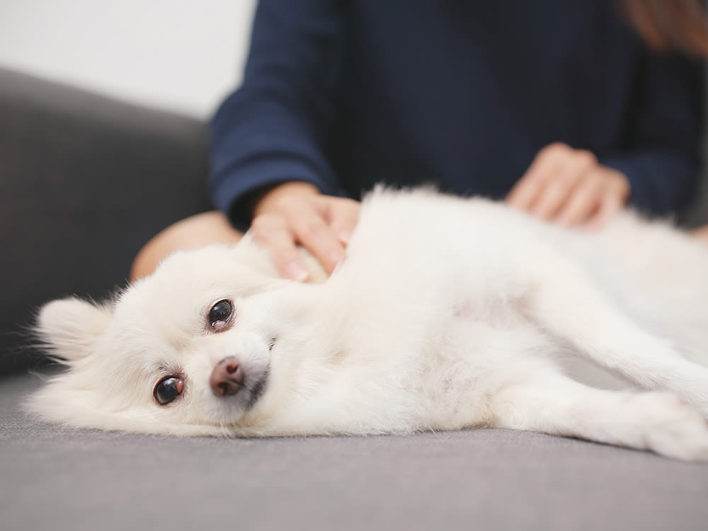Woman in navy sweatshirt massaging small white dog on the couch