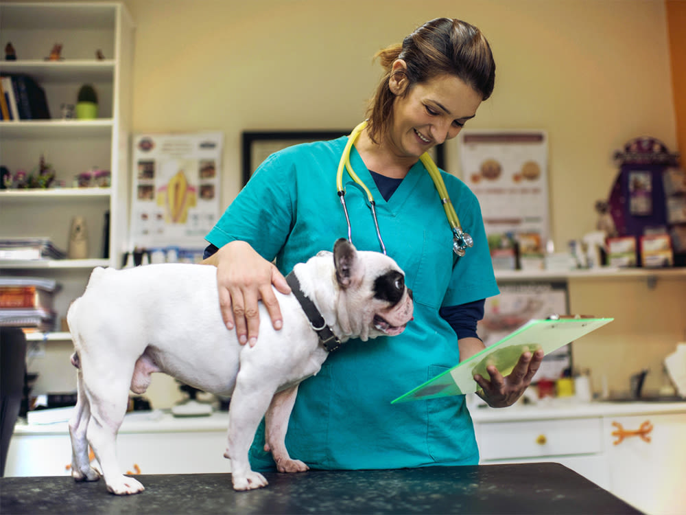 Smiling veterinarian examining medical documents of a Bulldog standing on her examination table