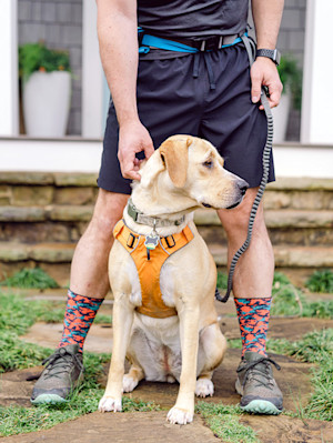 a picture of a dog wearing an orange harness being held by the bottom half of a human male wearing running gear