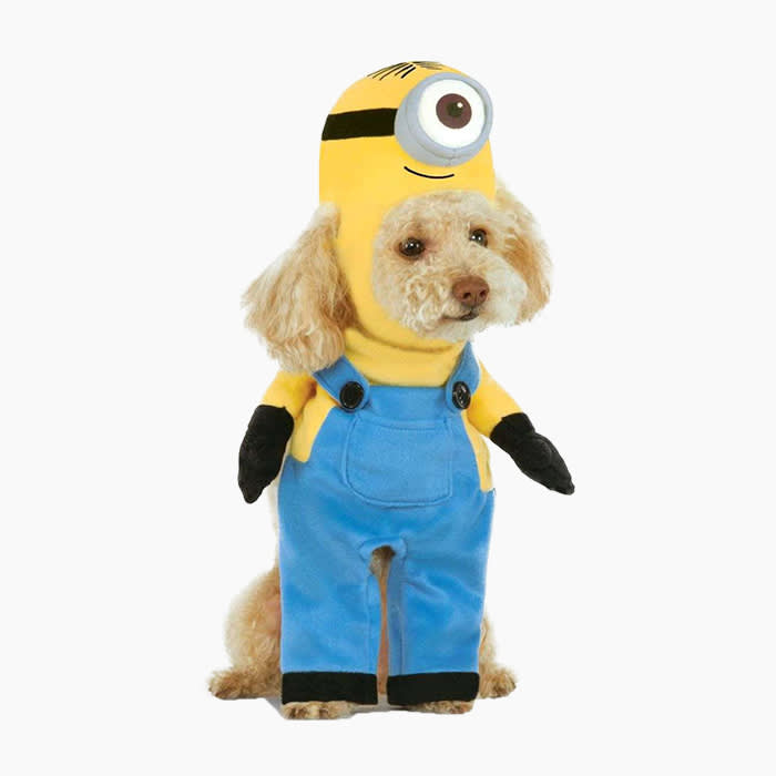 minions costume on white poodle dog