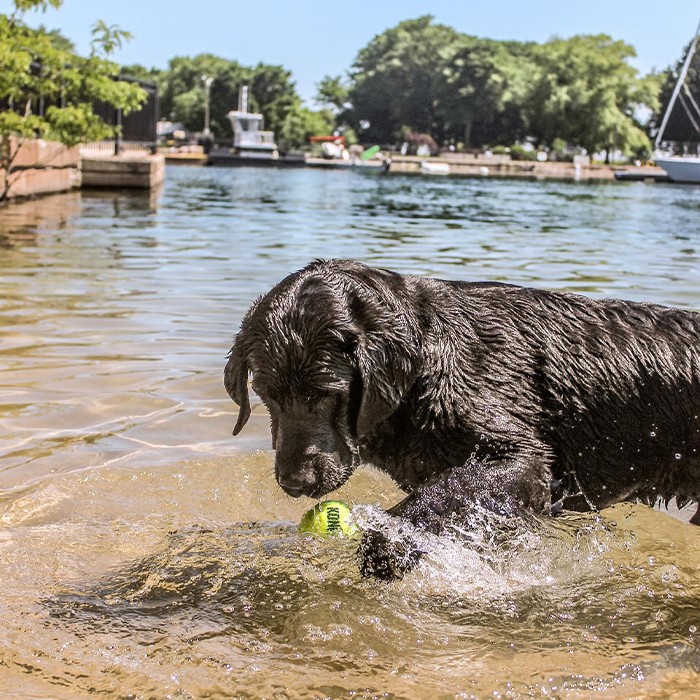 a dog plays with a tennis ball at the beach 