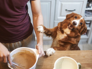 a dog with a person mixing chocolate 