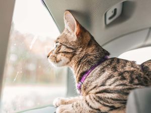 Cat sitting in a car looking out into the window