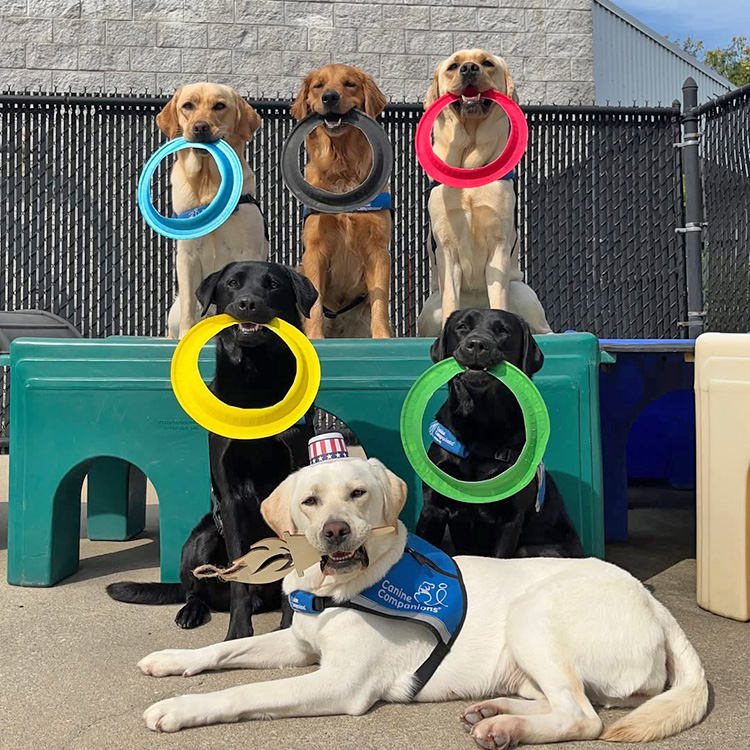 Paralympic dogs outside.