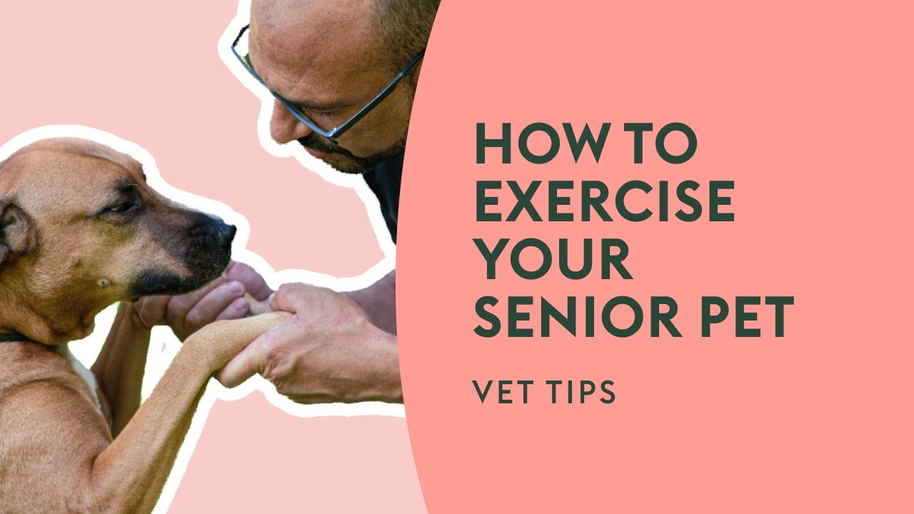 How to Exercise Your Senior Pet | Vet Tips