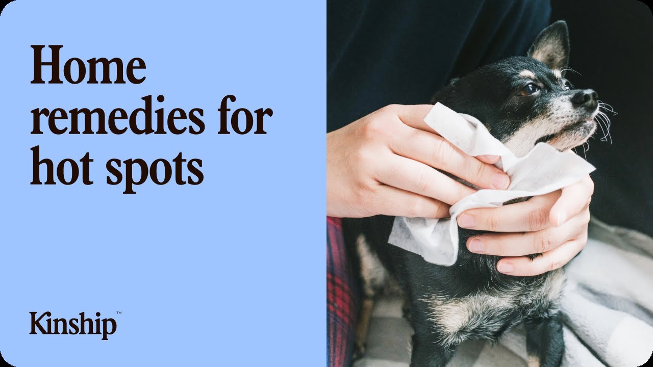 Best At-Home Remedies for Dog Hot Spots