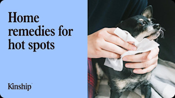 Best At-Home Remedies for Dog Hot Spots