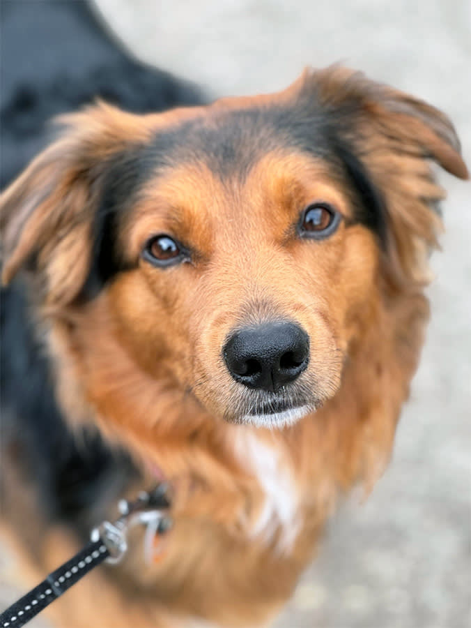 image of English Shepherd Dog looking at camera - DNA Test Aims to Eliminate Inherited Blindness in English Shepherd Dogs
