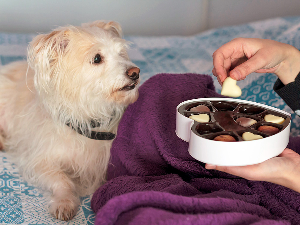 Dog begging for white chocolate at home.
