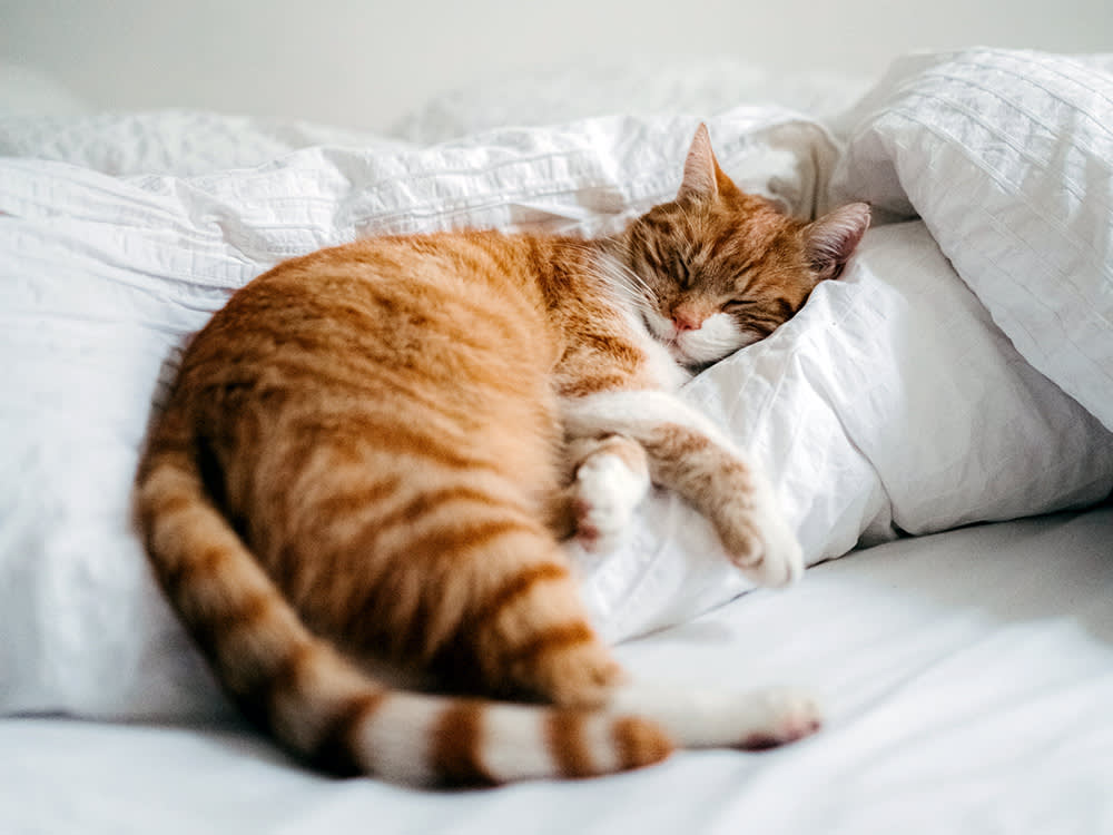 orange cat sleeping on pillow