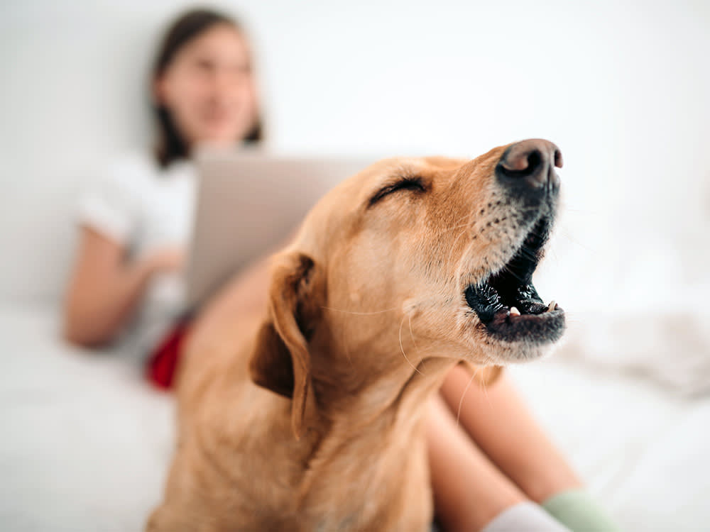 A dog barks while a woman in the background is on a laptop