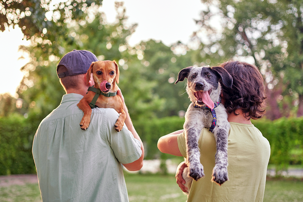 Two dogs held side by side by pet parents