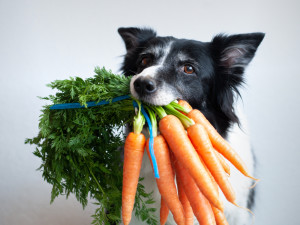 Dog biting into a bunch of carrots
