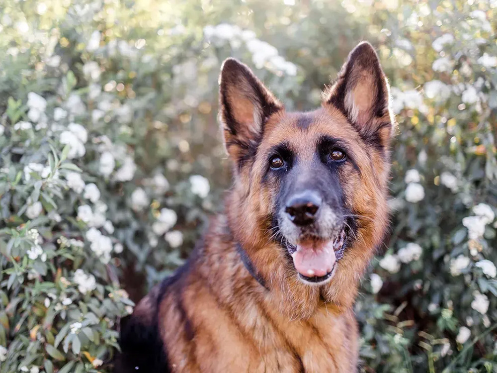A brown-and-black dog sits amid flowering bushes.