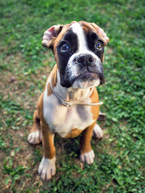 Guilty Boxer puppy sitting outside in the grass.