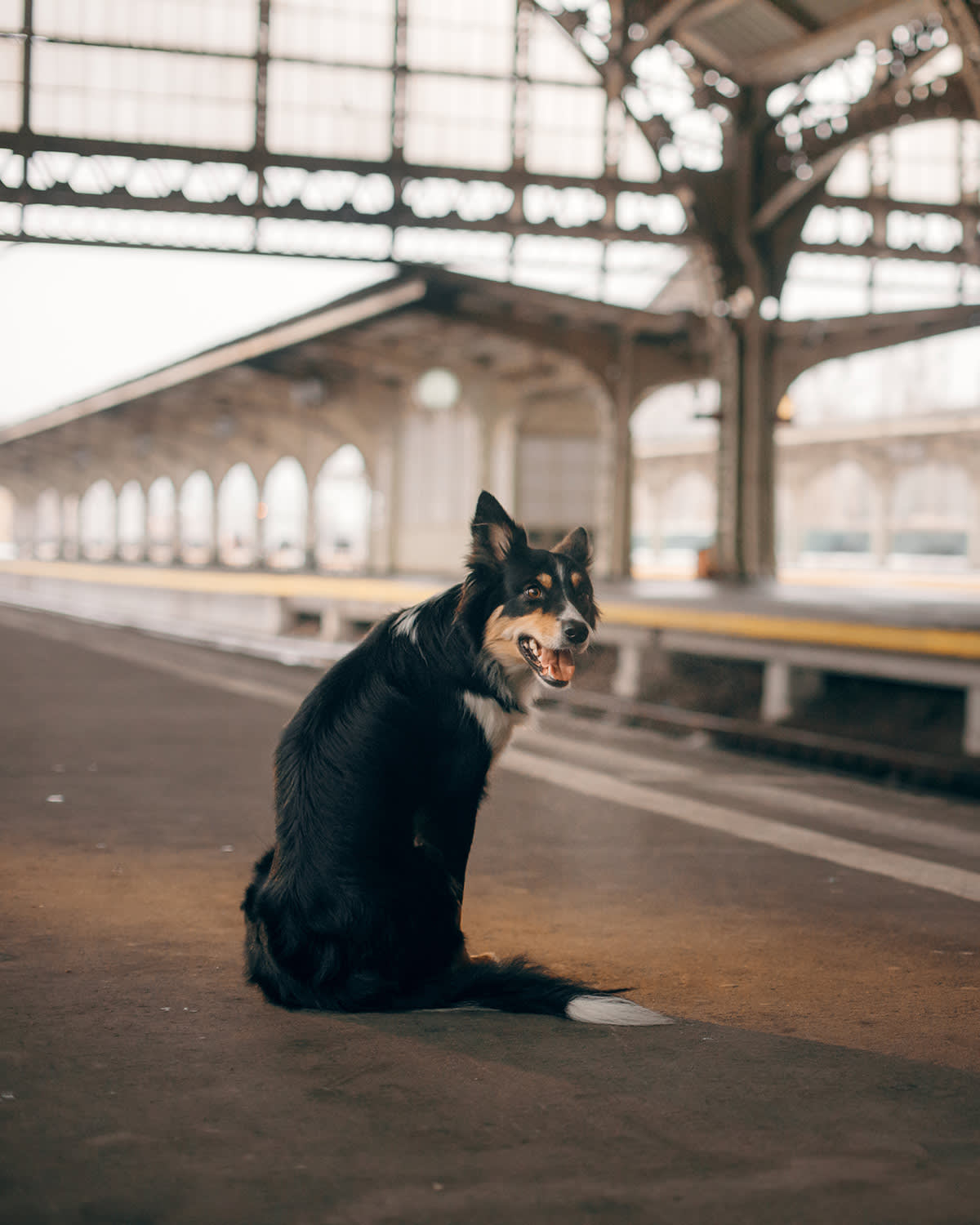 a picture of a dog on platform at a train station