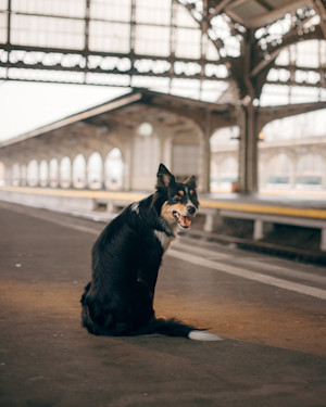 a picture of a dog on  platform at a train station