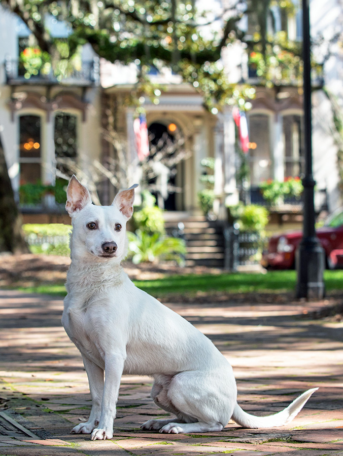 Cute white dog outside in Savannah, GA.