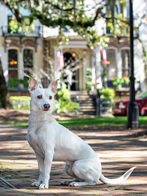 Cute white dog outside in Savannah, GA.