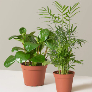 two plants in terracotta pots