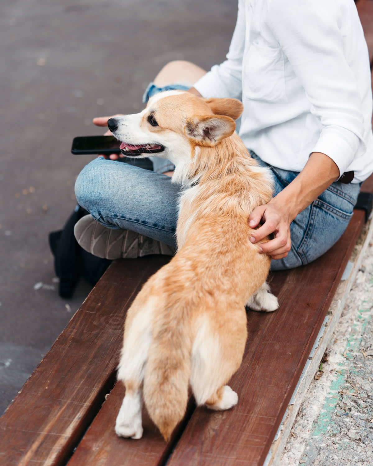 Small tan-coloured dog standing on a bench next to their pet parent who is holding a smartphone