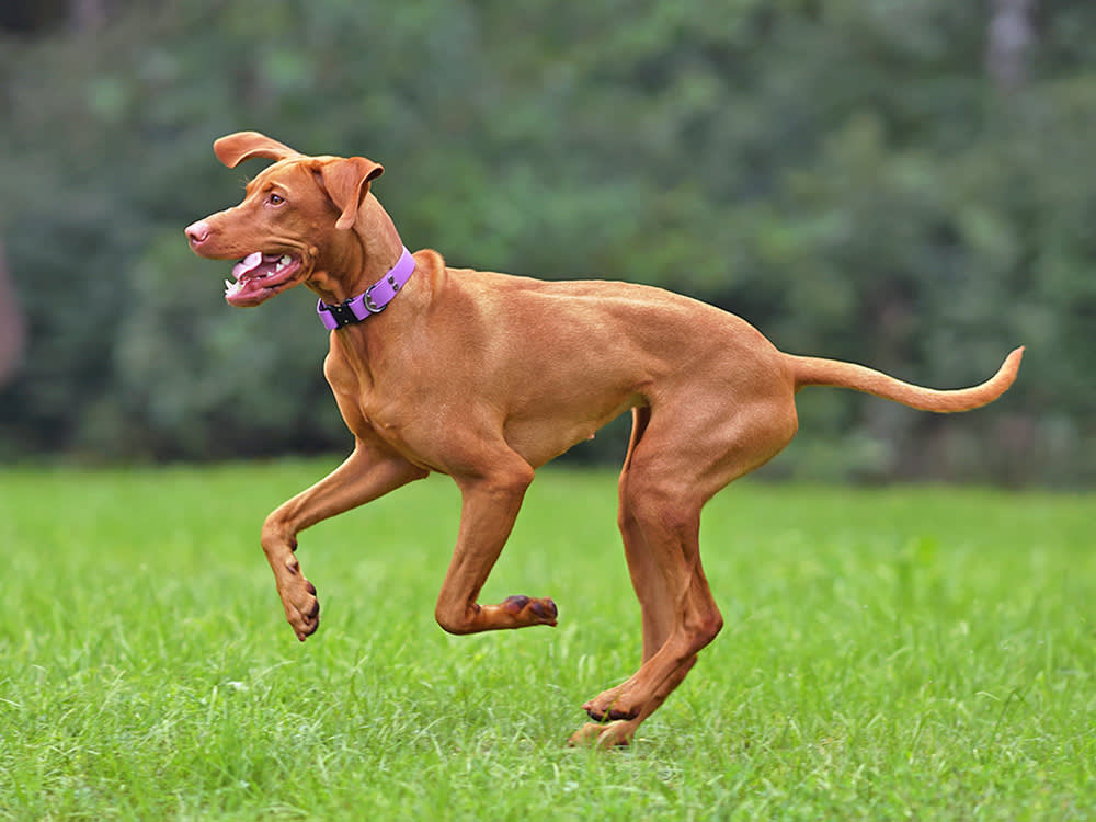 Vizsla dog running
