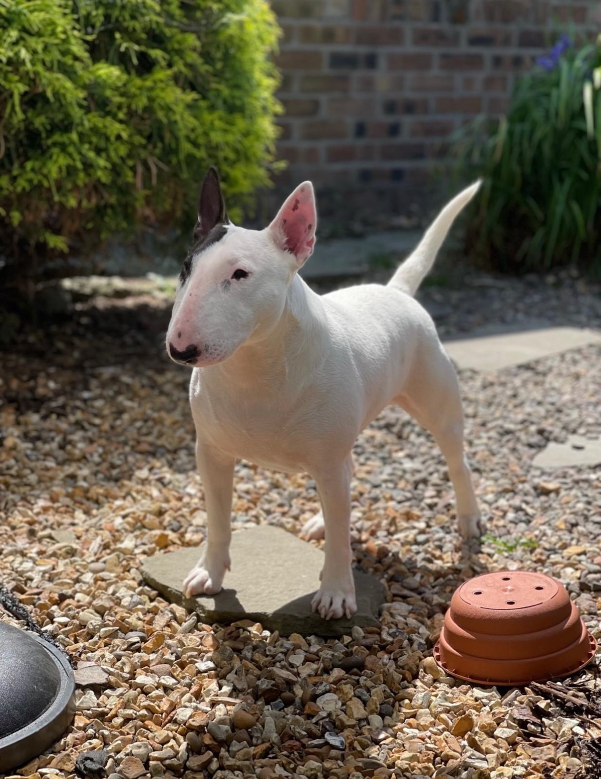 picture of a bull terrier in a gravel garden