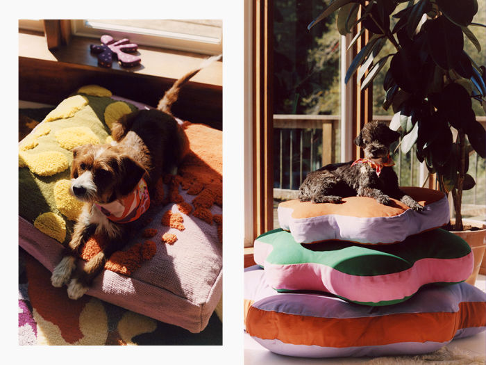 dogs in colorful sweaters and on flower shaped pillows