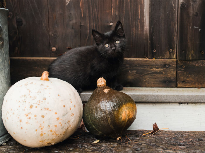Black kitten sitting outside with pumpkins 