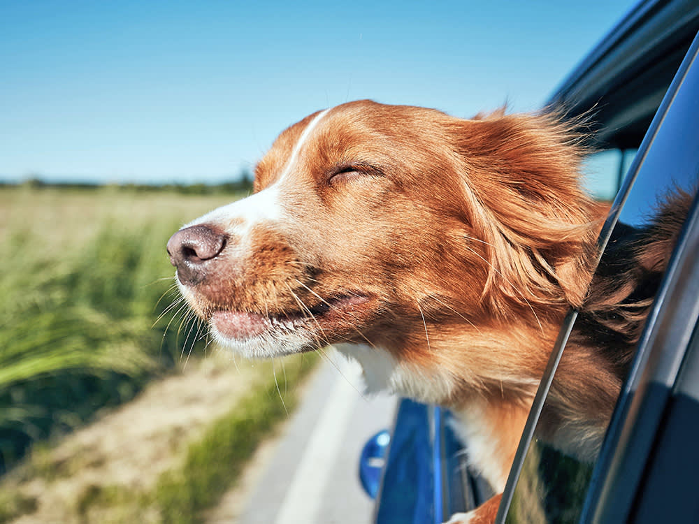 Dog sticking head out of car window.