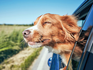 Dog sticking head out of car window.