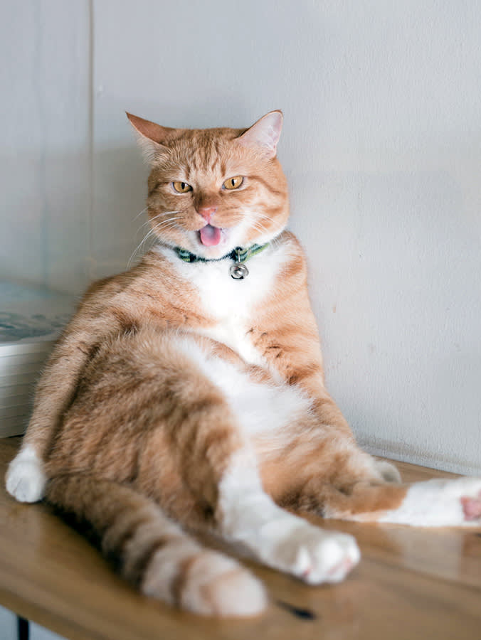 A ginger cat sitting upright against a wall, displaying their white fluffy primordial pouch.