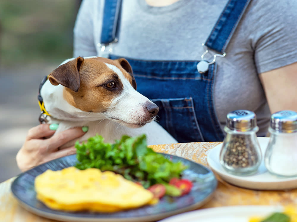 Dog staring at pepper shaker on the table outside.