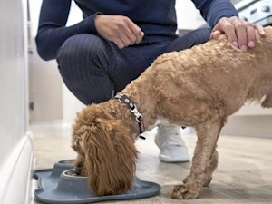 Man feeding dog at home.