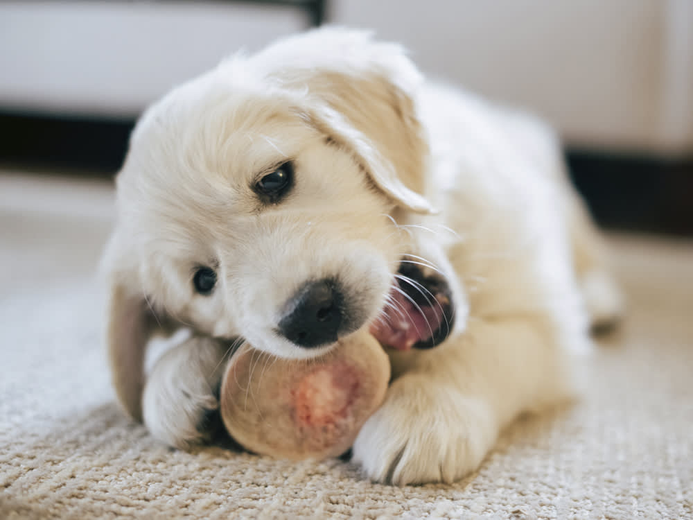 are raw marrow bones bad for dogs