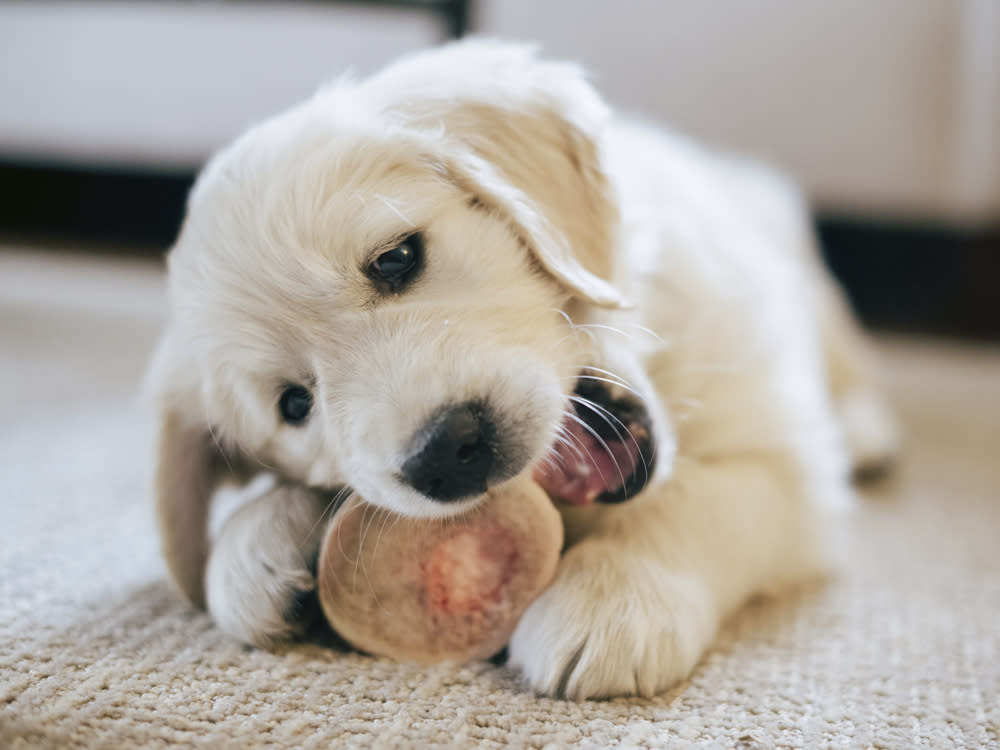 A puppy chewing on a bone 