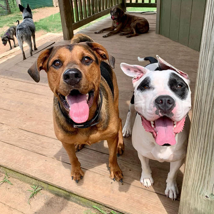 brown and white dogs with black spots