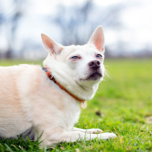 Nervous Chihuahua outside in the grass.