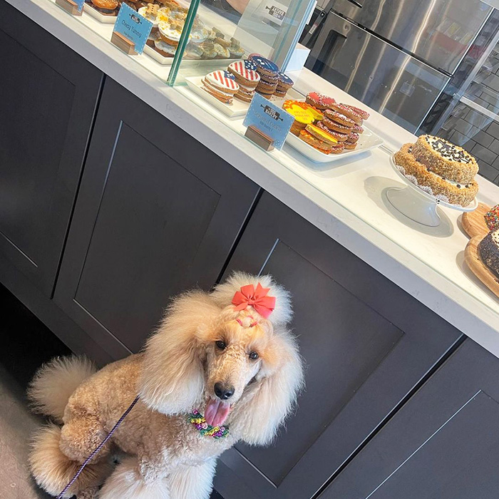 A Poodle stands near the treats at The Dog Bakery