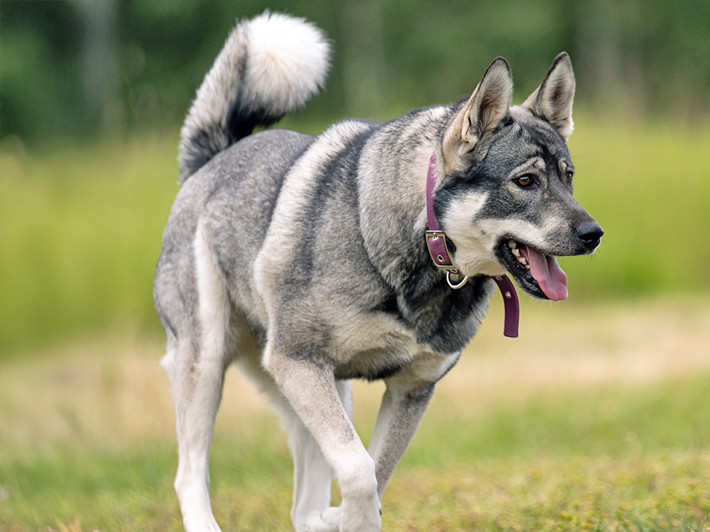 A gray-and-white dog walks across a green field.