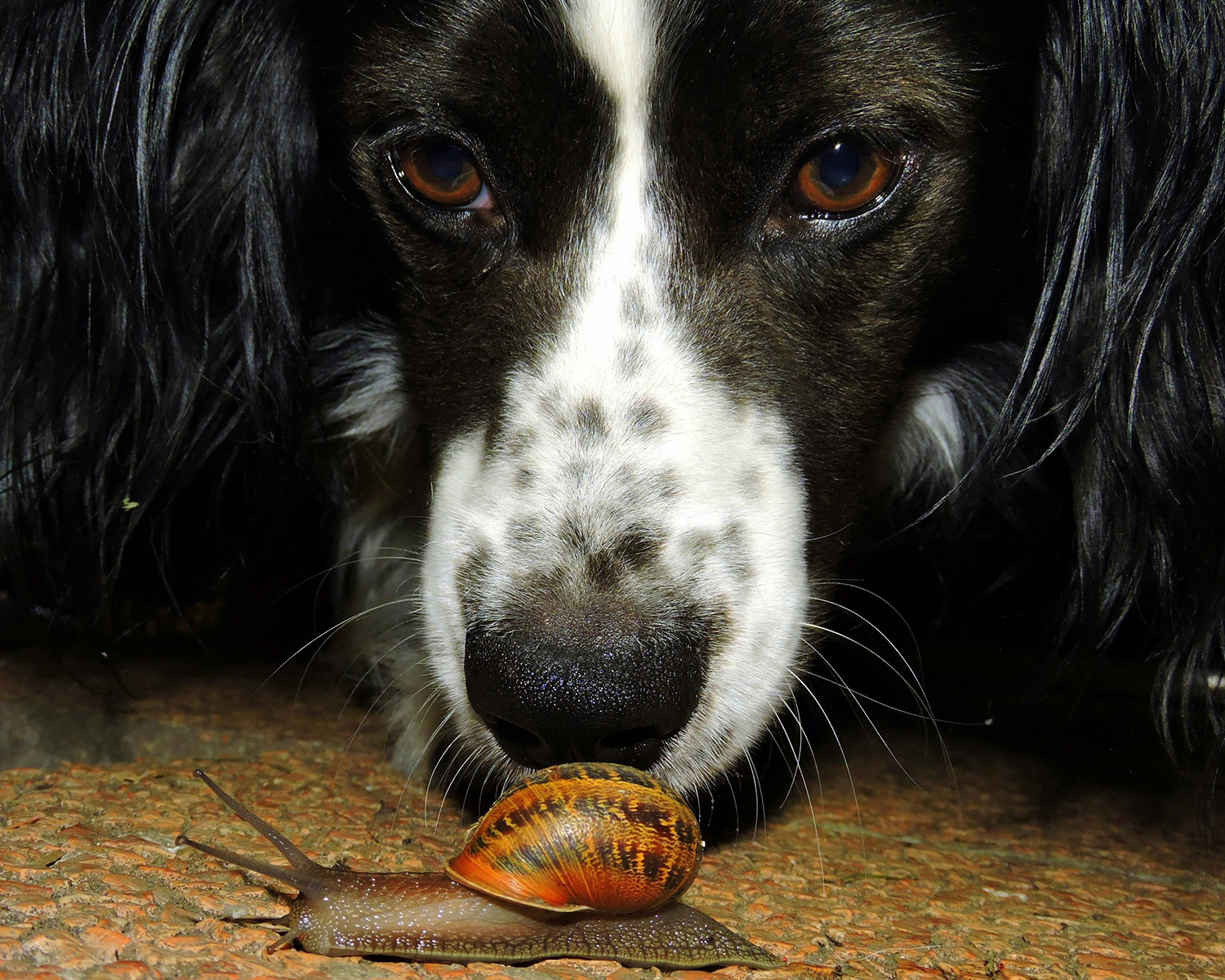border collie dog looking at a snail
