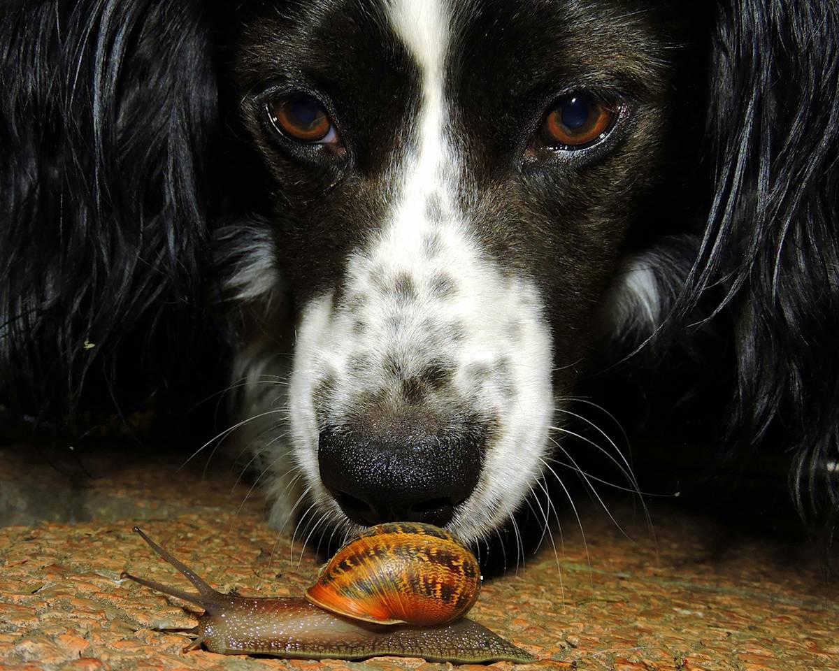 border collie dog looking at a snail